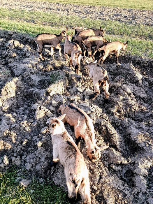 Vand Iezi Alpina Franceza