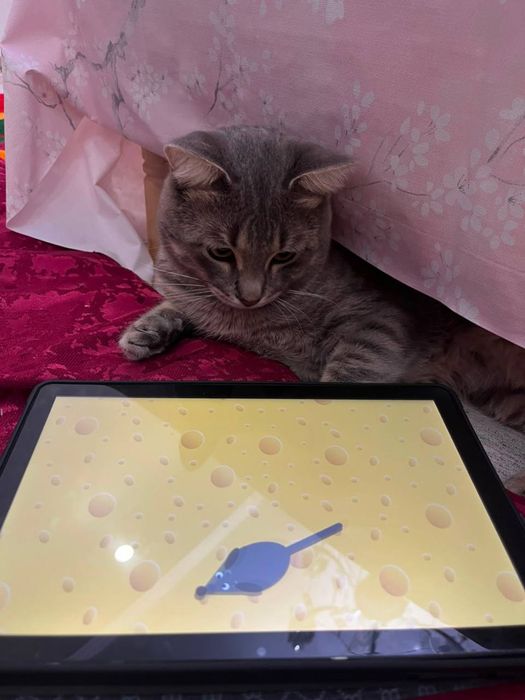 Отдам кота бесплатно