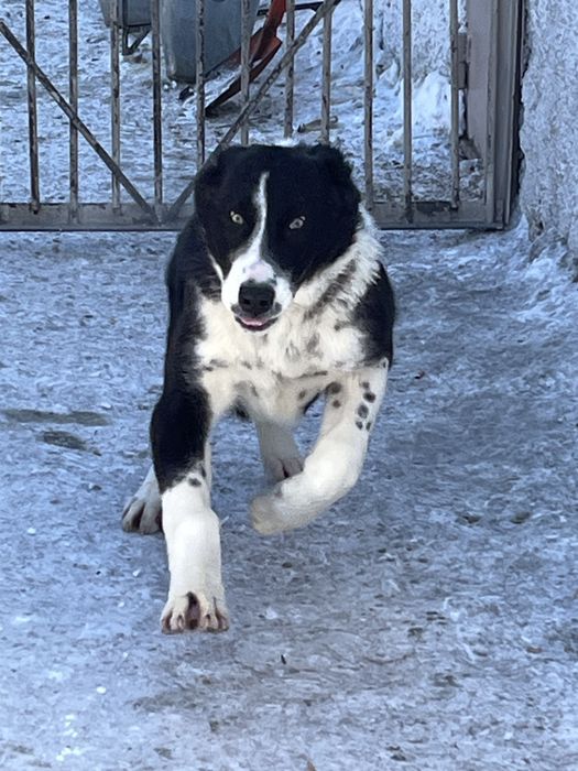 Девочка алабай с документами