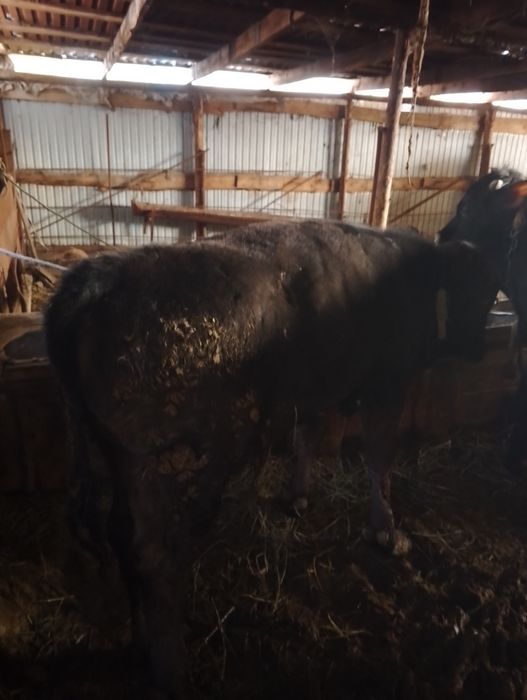 Продам двух быков