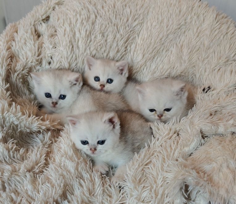 Серебряные Шиншиллы девочки и мальчики