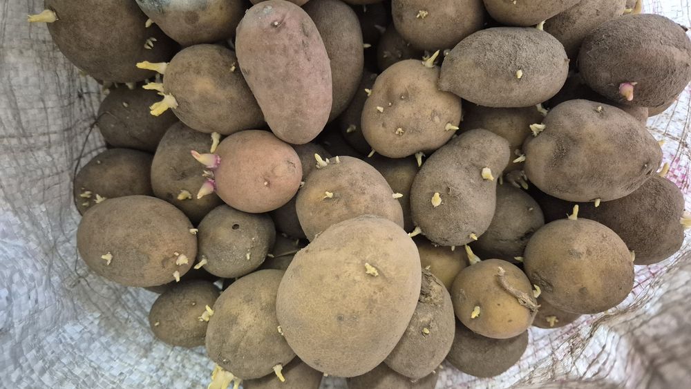 Продам Картошка картофель