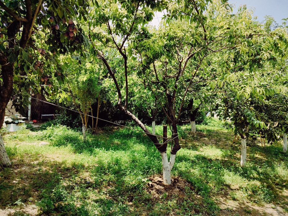 Чирчик Шахар 7 сотих ориентир: платина,хавас