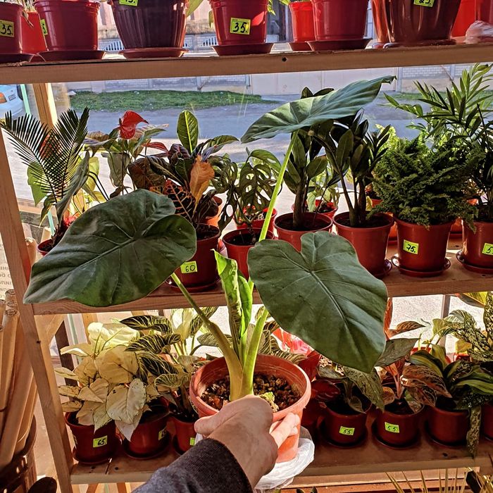 Arma Арма.    . .