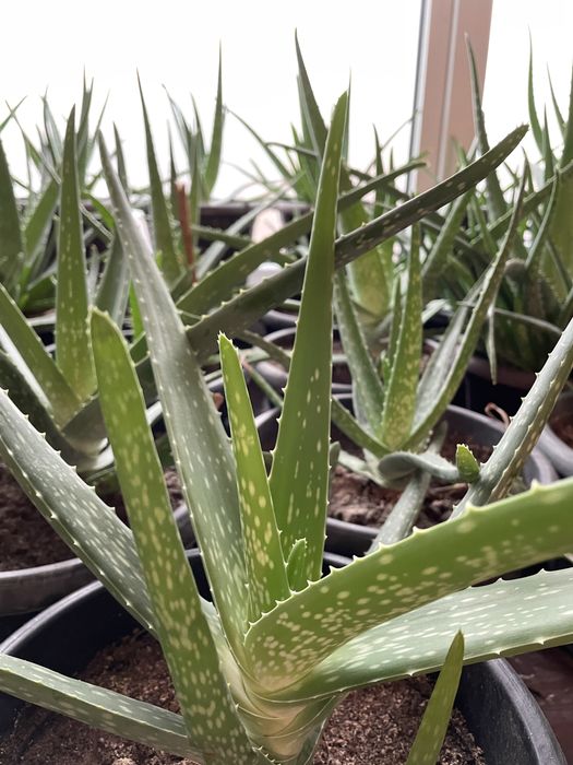 Алое Вера лечебное от 3х лет