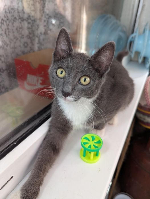 Котик ищет дом ,
