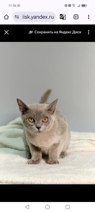 Котята европейской бурмы