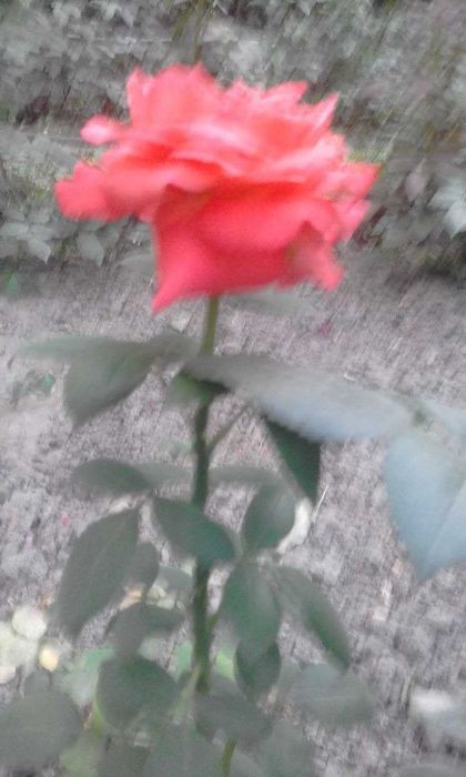 Продаются 2-5 летние кусты роз сорта "Президент"