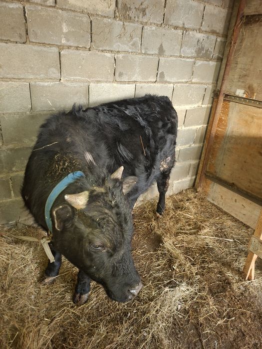 Продам телку и бычок