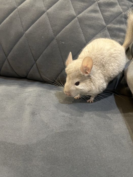 Шиншила, девочка, гетеро бежевая