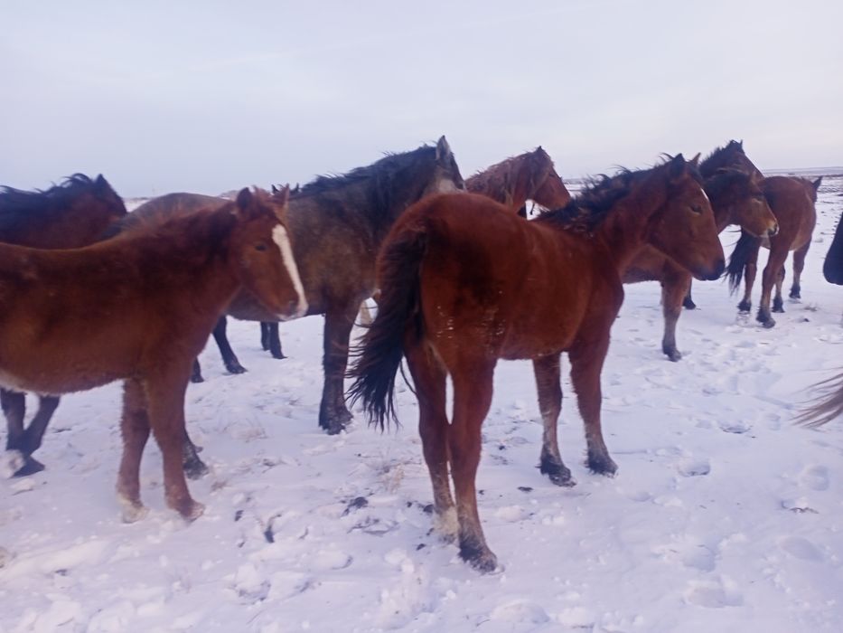 Продам лошадей согым