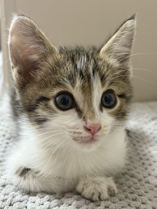 Отдам котеночка в хорошие руки