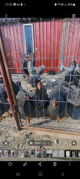 Cocoși New Hampshire, Australorp, Brahma, Rațe Moscovite