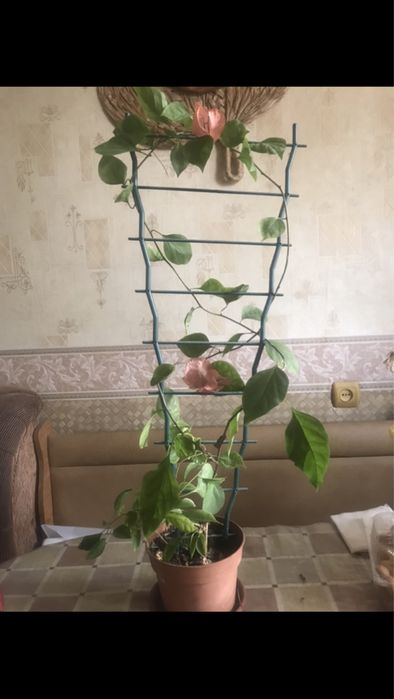 Цветы домашние разные в горшочкпх