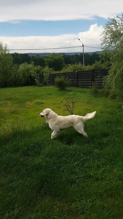 Pensiune Canina ,Pisicuțe și orice animalul de companie "HOME"