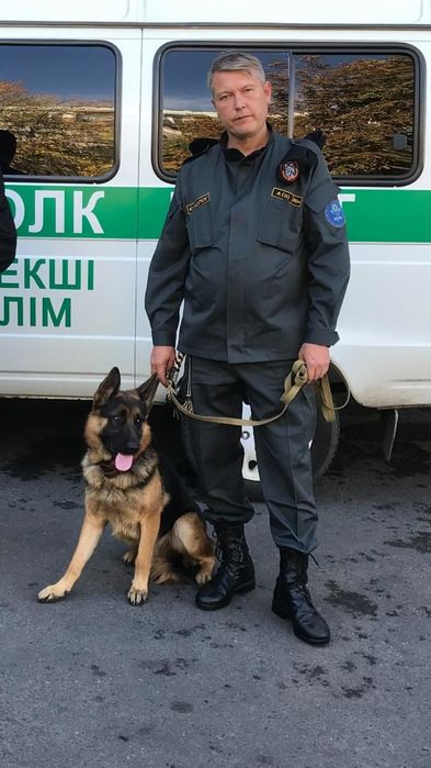 Дрессировка собак