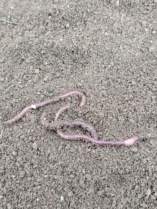 Биогомус. (Капролид)