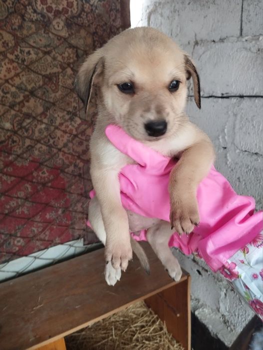 щенки в добрые руки