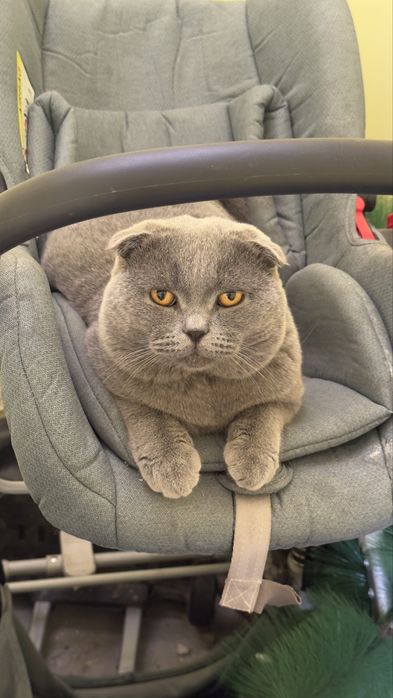 Ko'paytirish uchun Britanskiy Fold  (Vyazka xizmati)