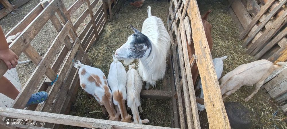 Vând doar iezi, caprele am nevoie pentru reproducere