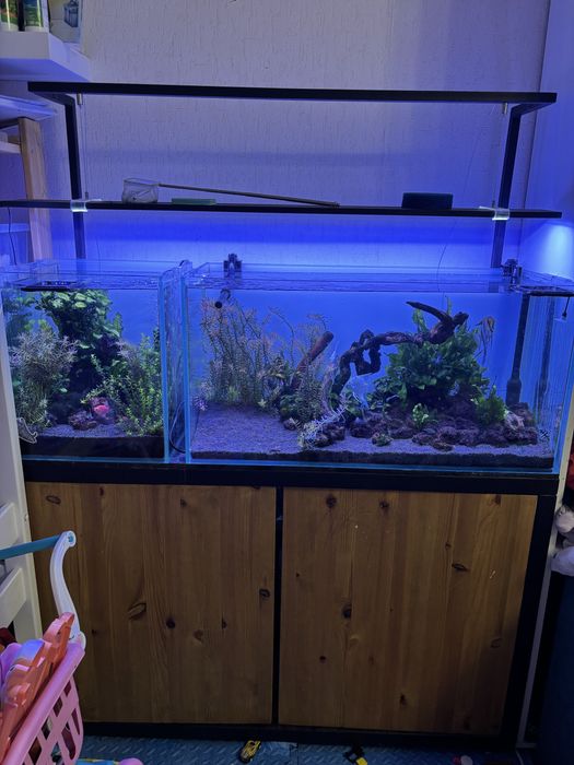 Два аквариума с тумбой и всем содержимым