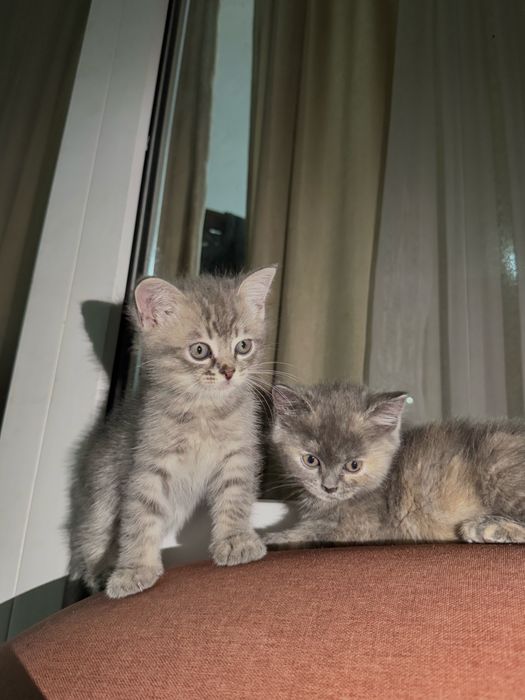 Отдаю кошек бесплатно в хорошие руки