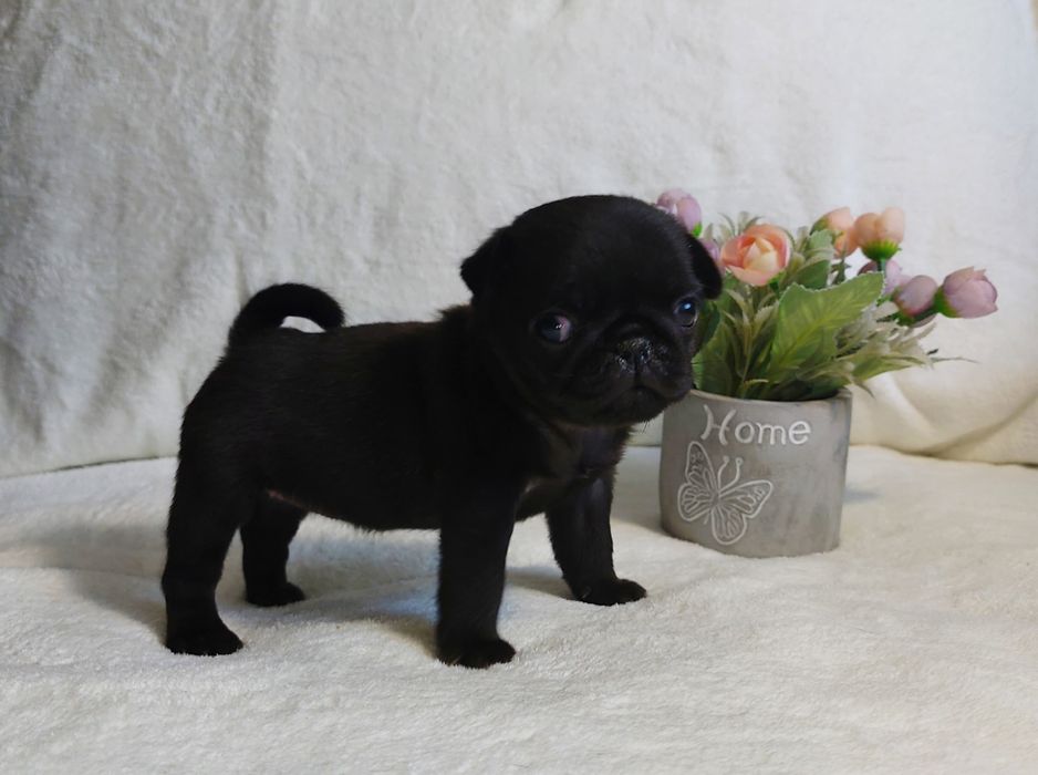 Очаровательные щенки Мопса.