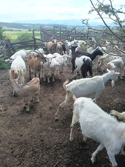 Lapte de capra bio