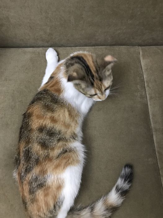 Продам кошку породы