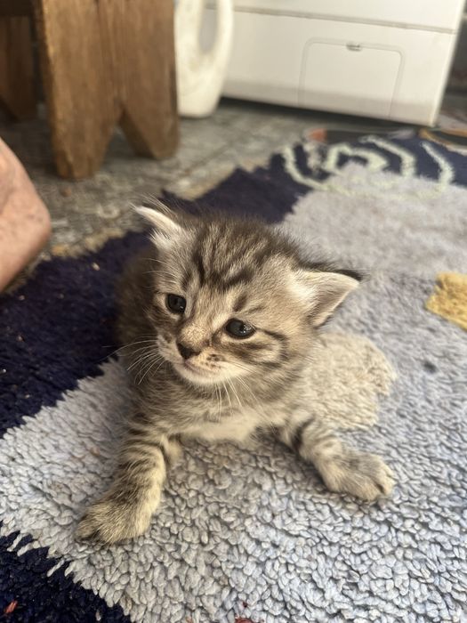 Отдам котят в добрые руки