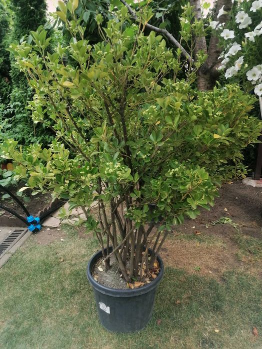 Inchiriere plante ornamentale pentru evenimente