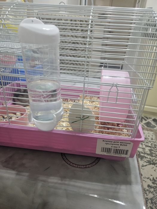 Хомячок джунгарик