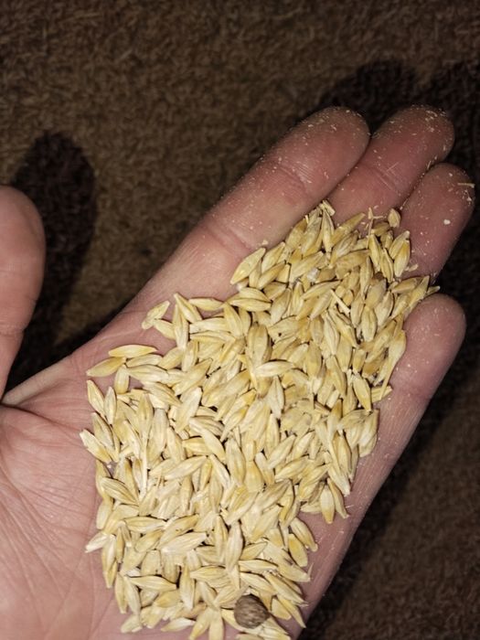 Ячмень сухой 2025
