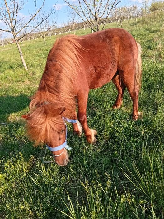 Armasar de monta ponei