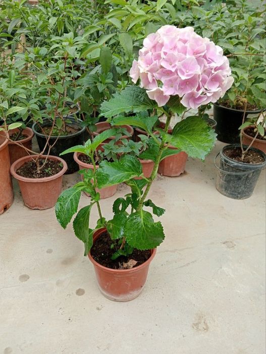 Гортензиялар бог ва  уйингиз учун