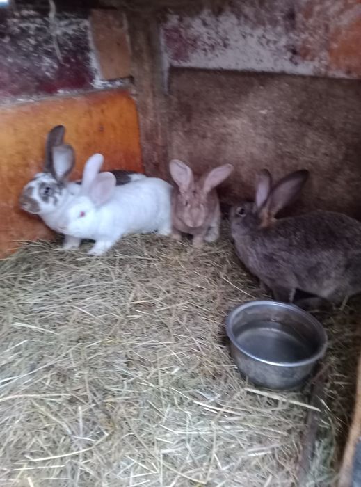 Iepuroaice de vanzare