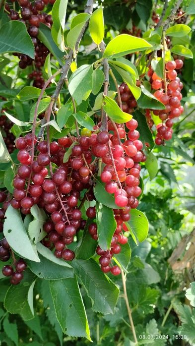 Саженцы красной черемухи