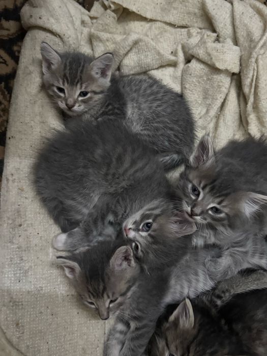 Отдам котят в добрые руки