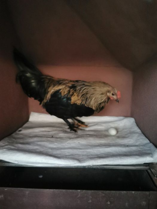 Петлета джинки и амераукани