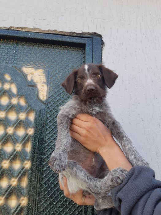 Продам щенка Дратхаара