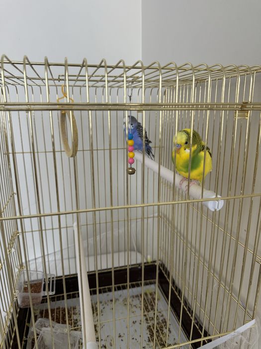 Продам попугаев с клеткой