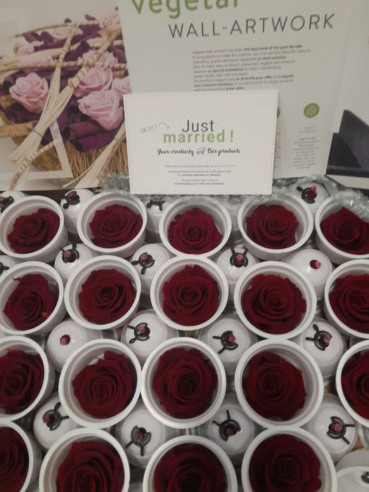 Жива роза от Еквадор