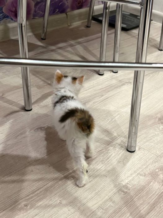 Отдадим котят , две девочки.