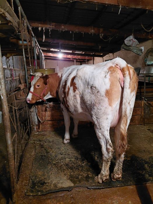 Симентал сиыр буаз