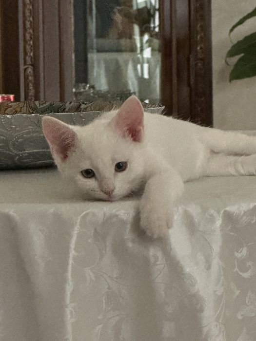 отдам в хорошие руки кот 3,5 месец