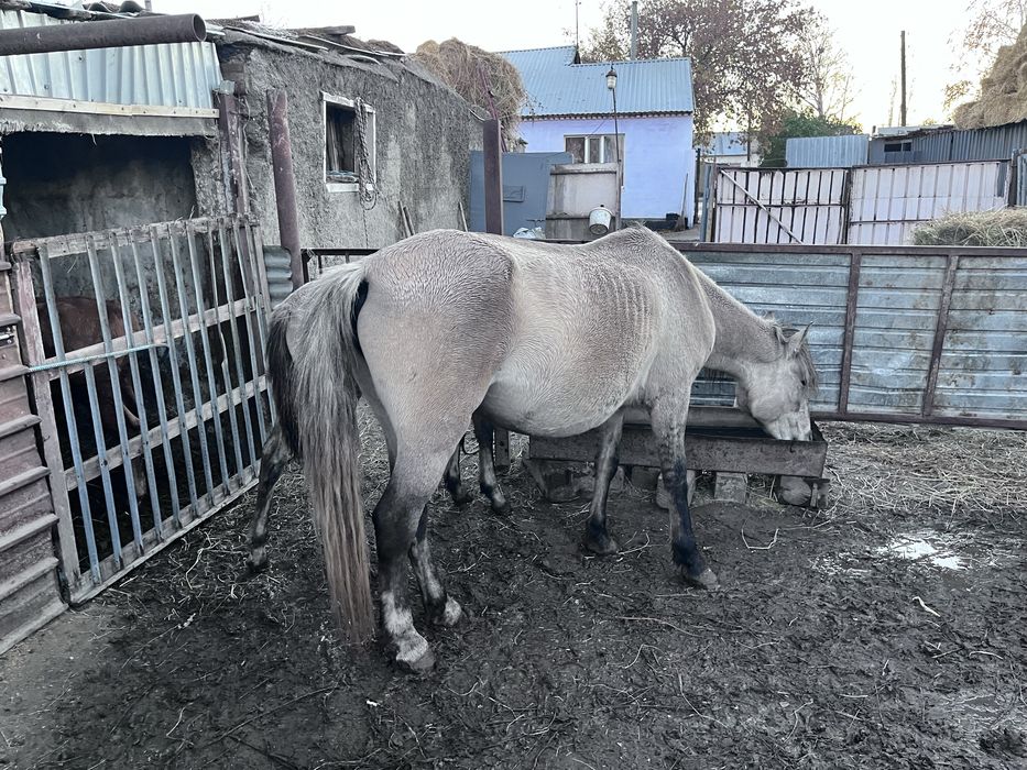 Кобыла с жеребенком