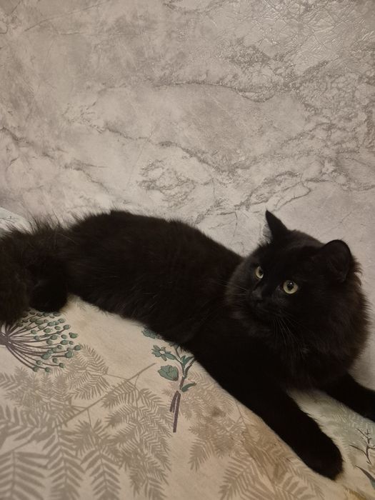 Котика в хорошие руки