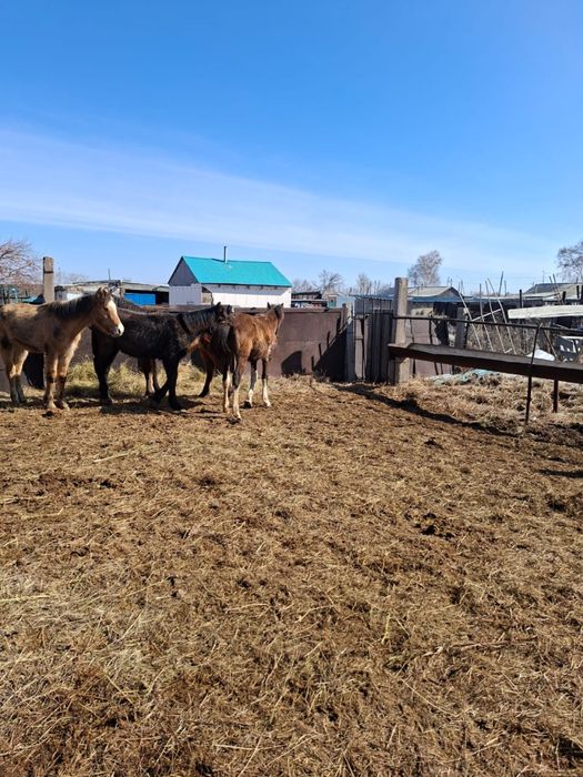 Тайлар еркек 4 бас сатылады