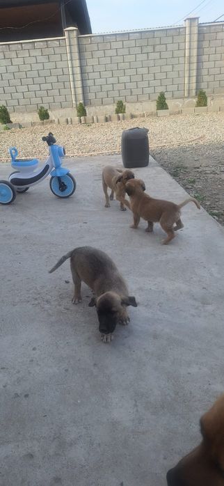 Щенки отдам даром