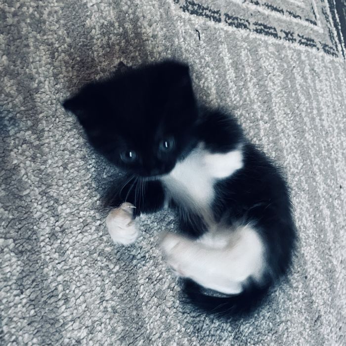 котята беспоатно!